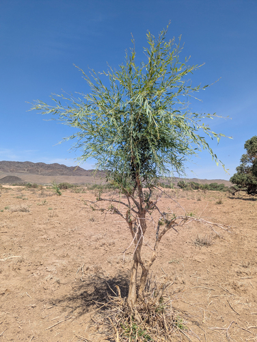 Populus euphratica, photograph 2