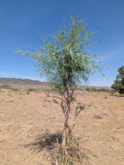 Populus euphratica, photograph (c) Tom Field, some rights reserved (CC BY)