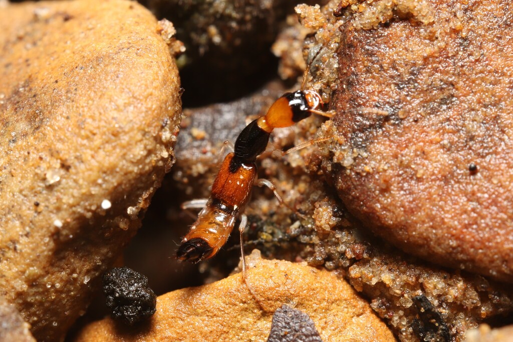 Homaeotarsus serpentinus