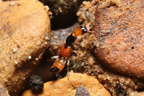 Homaeotarsus serpentinus