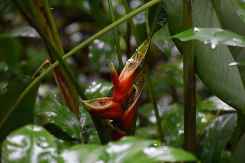 Heliconia bihai observed 2026-07-24