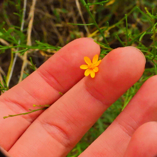 Amphiachyris dracunculoides
