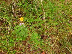 Amphiachyris dracunculoides, photograph (c) Frankie Simmons, some rights reserved (CC BY)