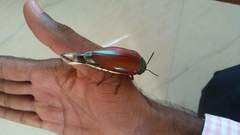 Sternocera
