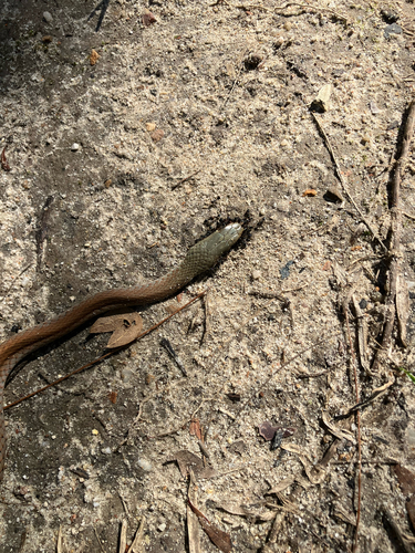 Yellow-faced Whipsnake