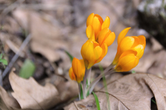 Crocus flavus