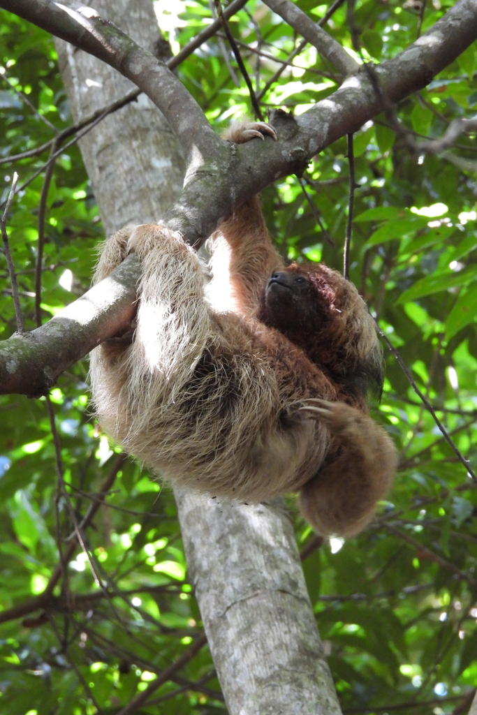 Maned Three-toed Sloth