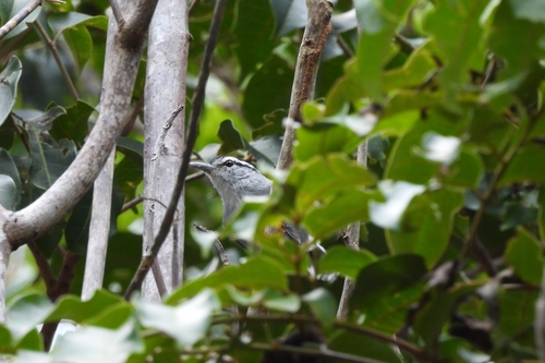 Bahia Antwren (Herpsilochmus pileatus), photo 5