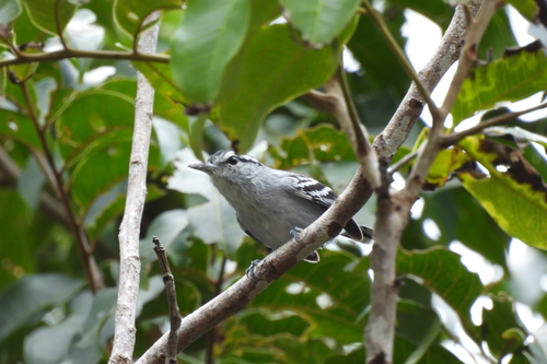 Bahia Antwren (Herpsilochmus pileatus), photo 2