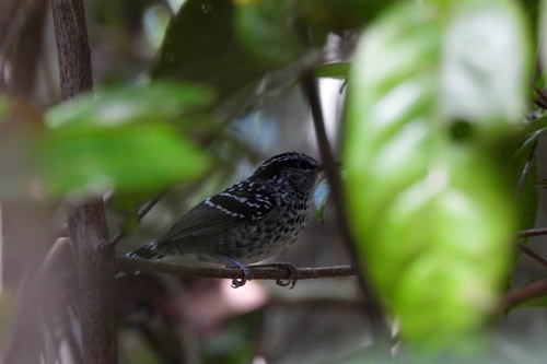 Scaled Antbird (Drymophila squamata), photo 8