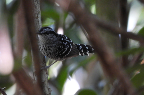 Scaled Antbird (Drymophila squamata), photo 7