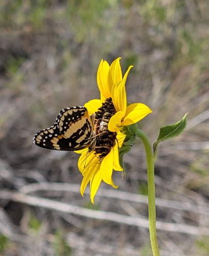 Bordered Patch