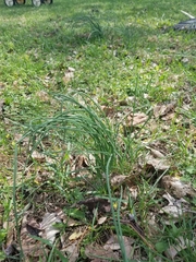 Allium