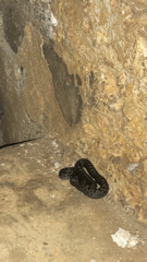 Elaphe quatuorlineata