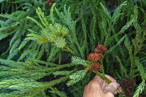 Cryptomeria japonica, photograph 6