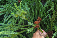 Cryptomeria japonica, photograph (c) Kristof Zyskowski, some rights reserved (CC BY)