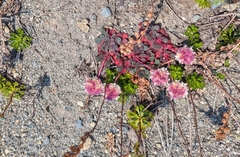 Calyptridium umbellatum, photograph (c) John Brew, some rights reserved (CC BY)