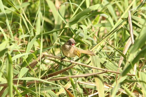 Light-vented Bulbul