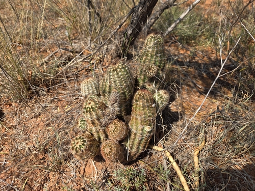 Echinocereus reichenbachii perbellus