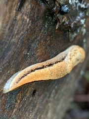 Prophysaon vanattae