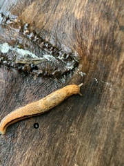 Prophysaon vanattae