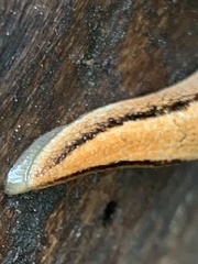 Prophysaon vanattae