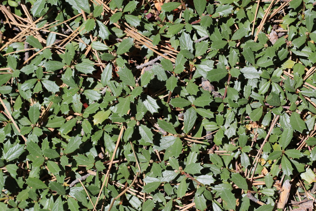 Ceanothus prostratus; photograph (c) Cricket Raspet, some rights reserved (CC BY)