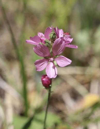 iNaturalist observation photo of Oregon Checker-mallow