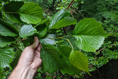 (c) Kristof Zyskowski, some rights reserved (CC BY) Euptelea polyandra, photograph (c) Kristof Zyskowski, some rights reserved (CC BY)