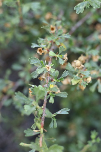 iNaturalist observation photo of Antelope Bitterbrush