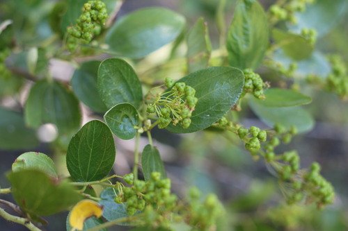 iNaturalist observation photo of Snowbrush Ceanothus