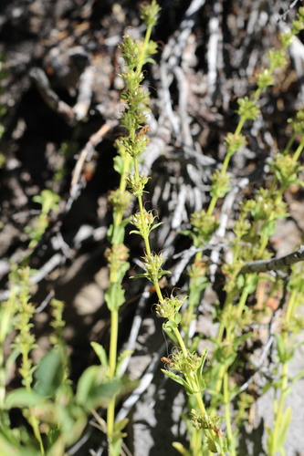 iNaturalist observation photo of Hot Rock Penstemon