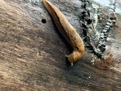 Prophysaon vanattae