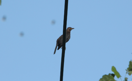 Chinese Blackbird