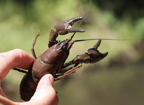 iNaturalist observation photo of Signal Crayfish