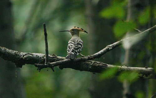 Common Hoopoe