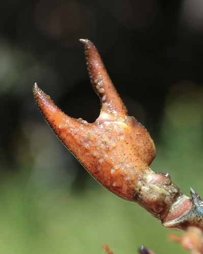 iNaturalist observation photo of Crayfish worms