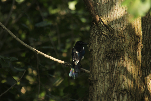 Oriental Magpie