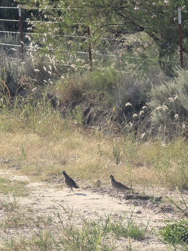 Northern Bobwhite