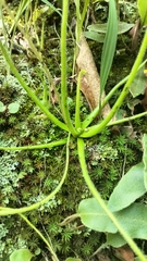 Pinguicula heterophylla