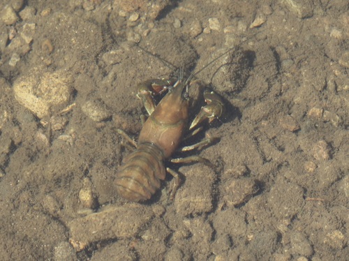 iNaturalist observation photo of Signal Crayfish