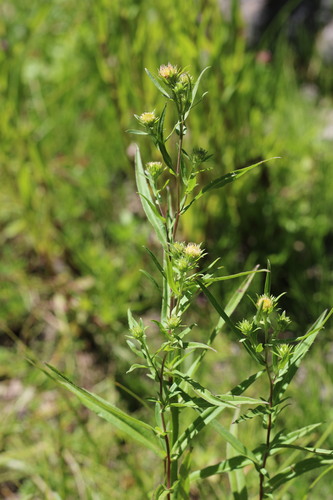 iNaturalist observation photo of Eaton's aster