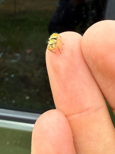 Apache Jumping Spider