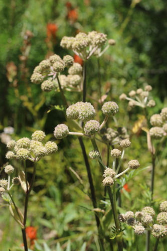 iNaturalist observation photo of ranger buttons
