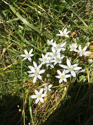Ornithogalum umbellatum