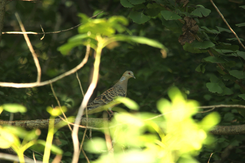 Oriental Turtle-Dove