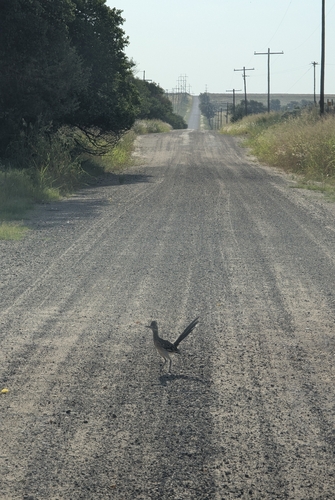 Greater Roadrunner