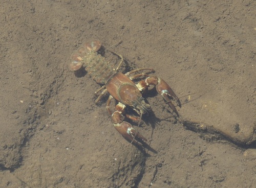 iNaturalist observation photo of Signal Crayfish