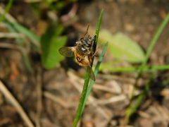 Tachina lurida