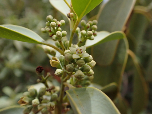 Santalum ellipticum observed 2026-07-29